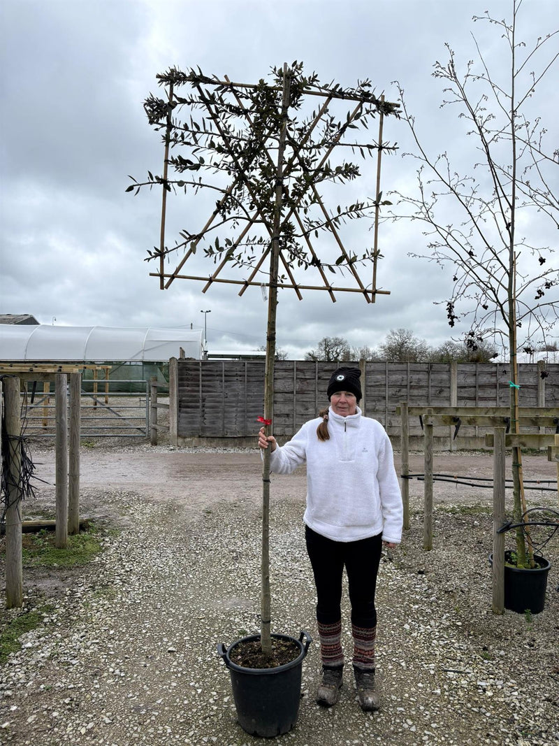 Quercus Ilex Pleached - Holm Oak 180cm ST 120cm x120 cm Frame