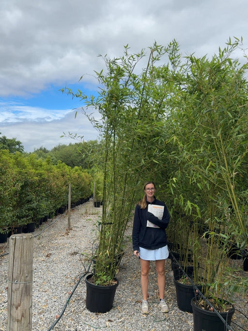 Bamboo Phyllostachys Bissetii 250-300cm