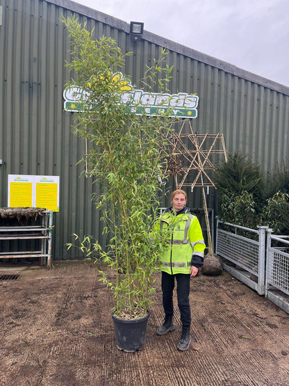 Phyllostachys Aurea Golden Bamboo 60 Litre Pot 3 M Plus