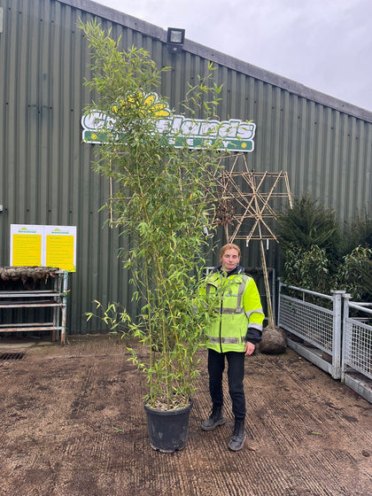Phyllostachys Aurea Golden Bamboo 60 Litre Pot 3 M Plus
