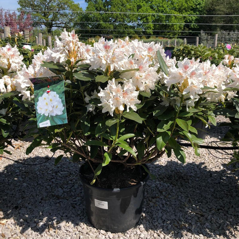 Rhododendron Hybrid Cunninghams White 25 Litre Pot 90-100cm Wide