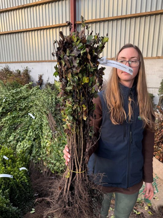 Hawthorn Hedging Bare Root 40-60 cm Delivery from November