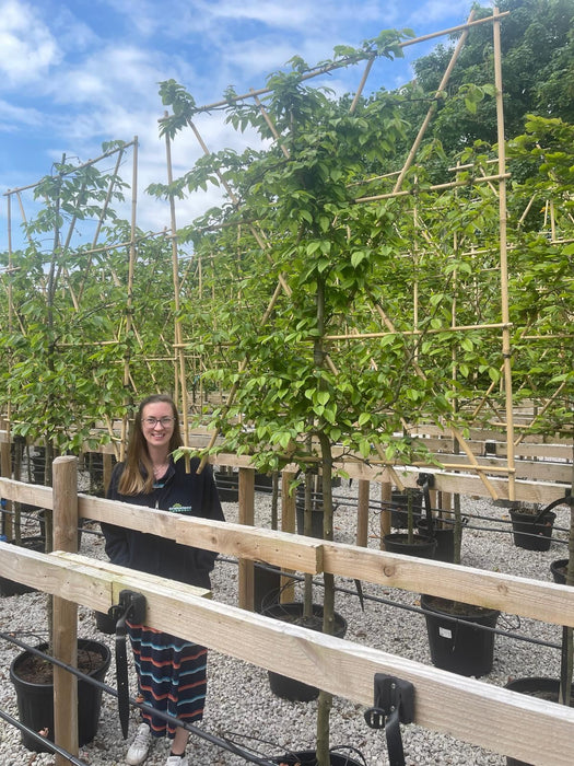 Hornbeam Pleached Tree (Carpinus Betulus) Rootballed 8/10 Girth, 120cm Stem, 120cm x 120cm Frame
