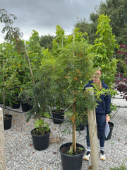 Sorbus Chinese Lace 15 Litre Pot