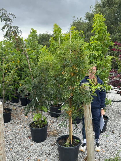 Sorbus Chinese Lace 15 Litre Pot