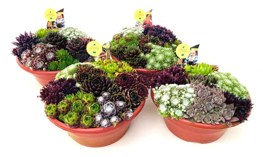 Sempervivium Mixed 23cm Bowl
