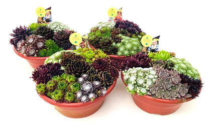Sempervivium Mixed 23cm Bowl