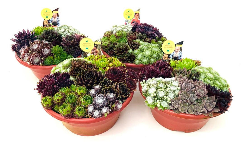 Sempervivium Mixed 23cm Bowl