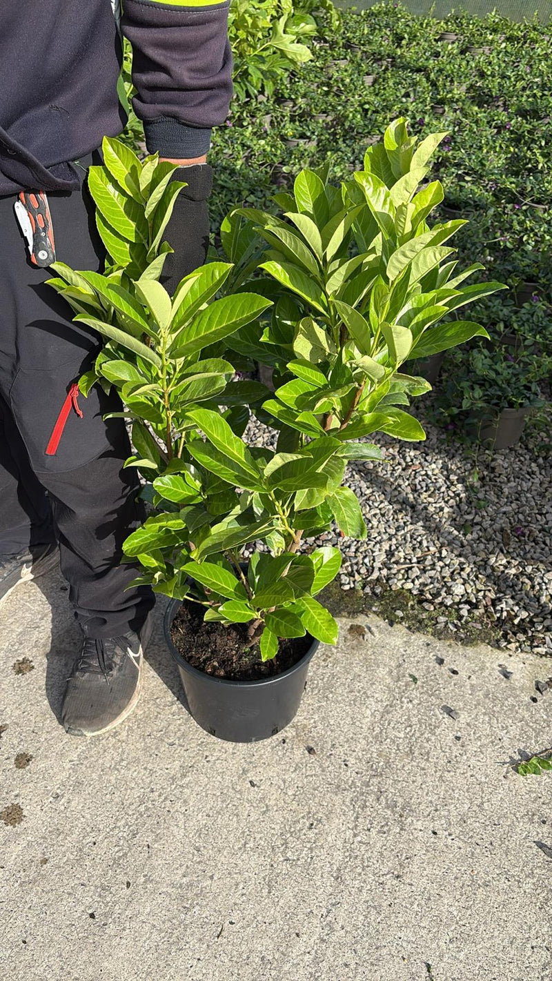 Big Deal Cherry Laurel Hedging 4.5 Litre 60-80cm x 50