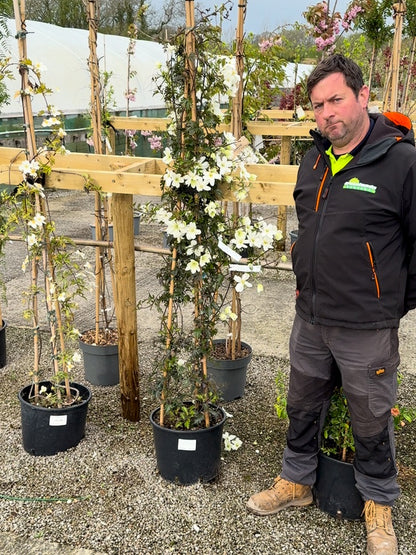 Clematis Avalanche 20 Litre Pot 175-200cm Tall