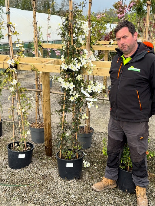 Clematis Avalanche 20 Litre Pot 175-200cm Tall