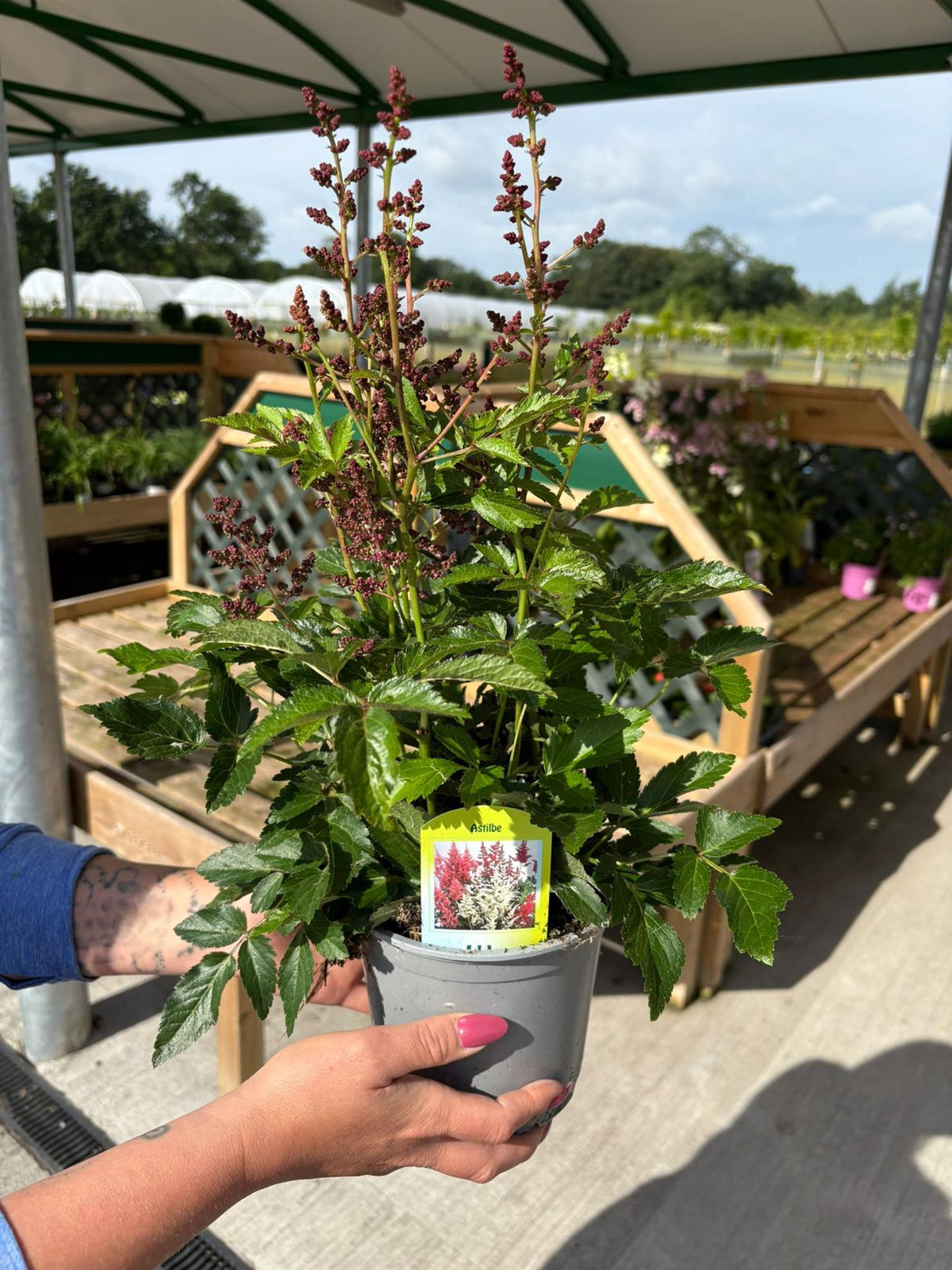 Astilbe chin. Visions in Red 1.5 Litre Pot