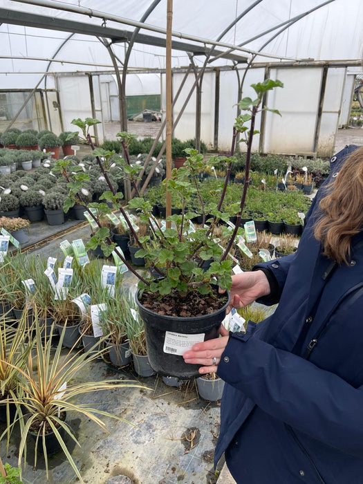 Lavatera Barnsley 3 Litre Pot