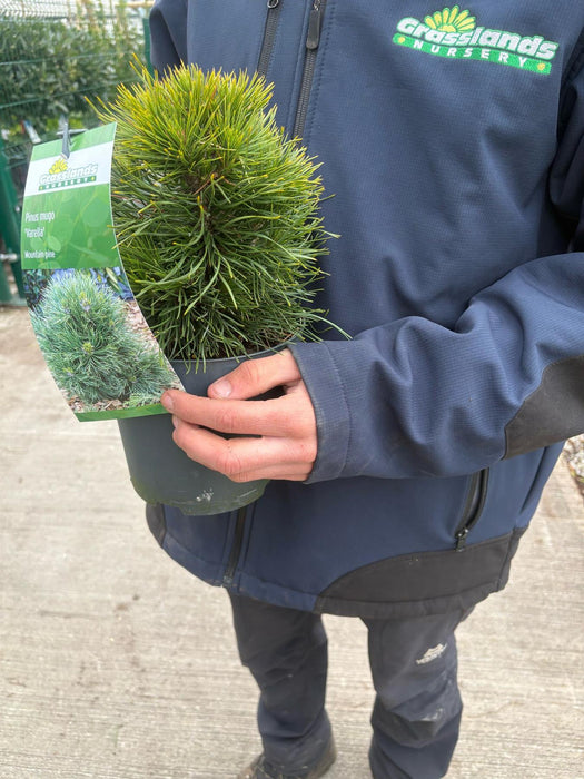 Pinus mugo Varella 2.5 Litre Pot