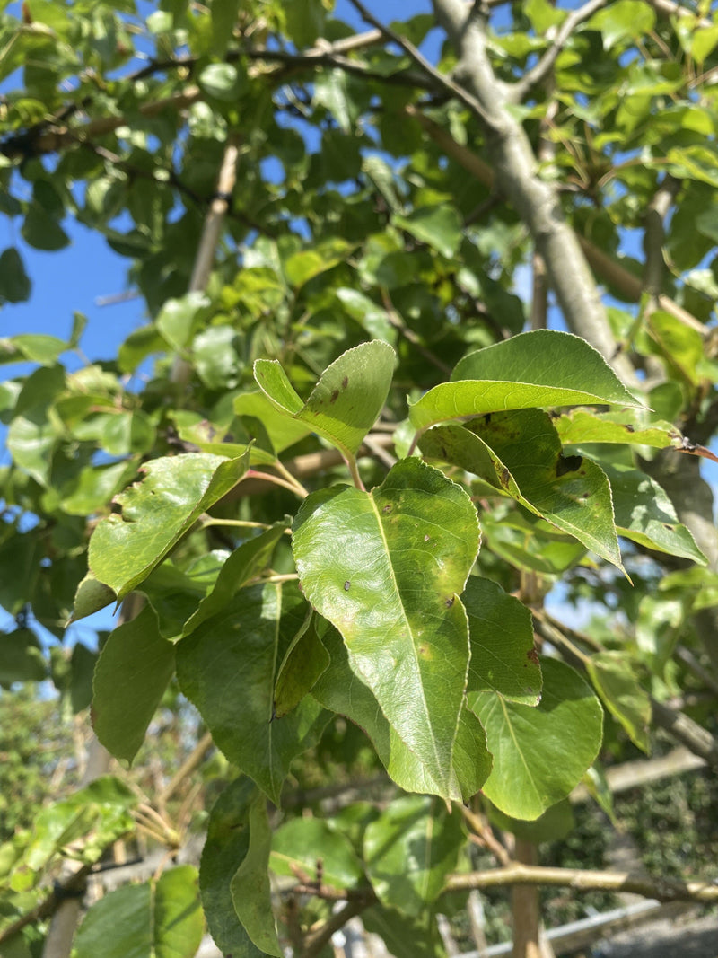 Pyrus Chanticleer Pleached Street Pear 8/10cm Girth 150 Stem