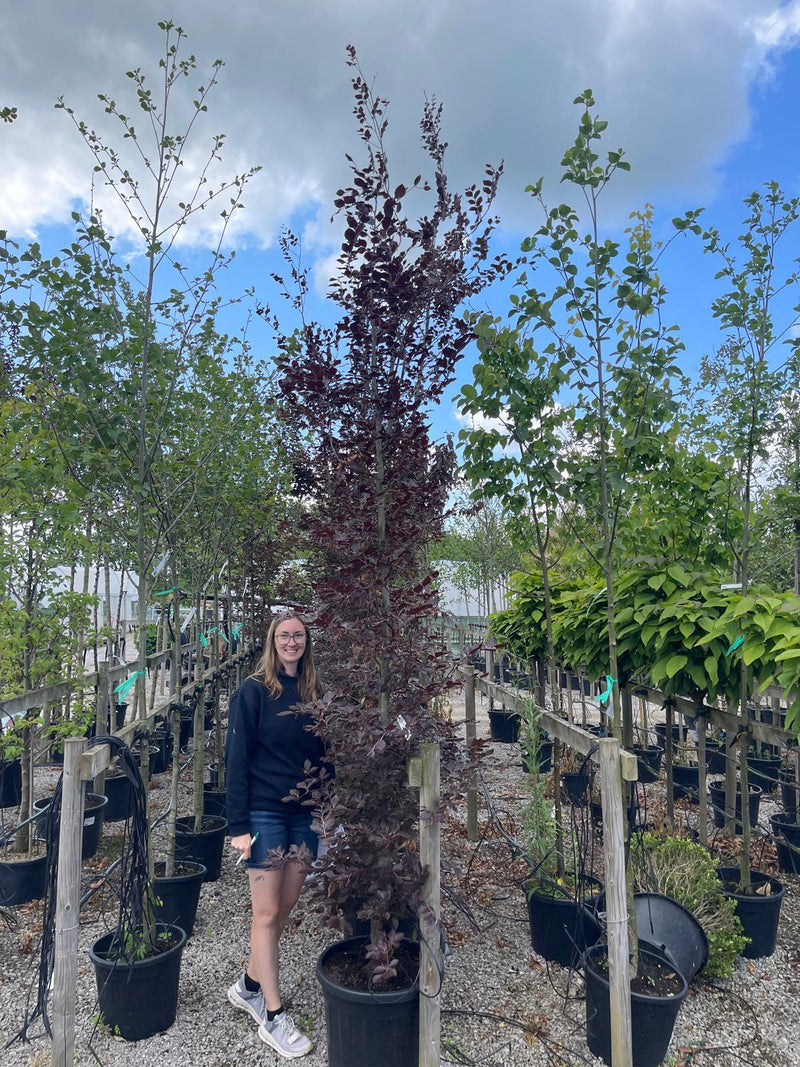 Fagus Sylvatica Atropunicea 10/12cm Girth Feathered