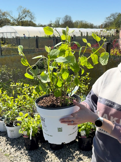 Hydrangea Arborescens Strong Annabelle 7.5 Litre Pot