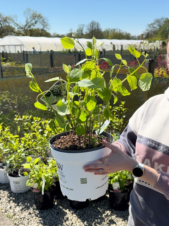 Hydrangea Arborescens Strong Annabelle 7.5 Litre Pot
