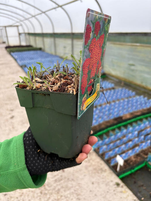 Achillea Milly Rock Red 11cm Pot