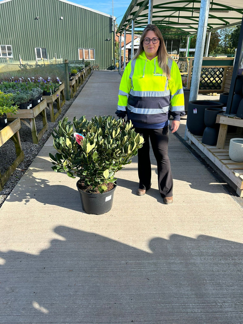 Rhododendron Hybrid Nova Zembla 25 Litre Pot 100cm Wide