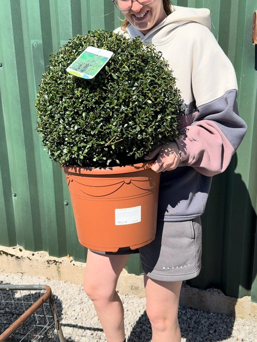 Ilex Crenata Stoke's Ball 40cm 12 Litre Pot