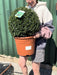 Ilex Crenata Stoke's Ball 40cm 12 Litre Pot