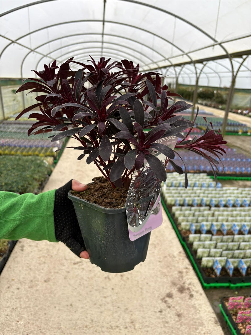 Euphorbia Minors Merlot 2 Litre Pot