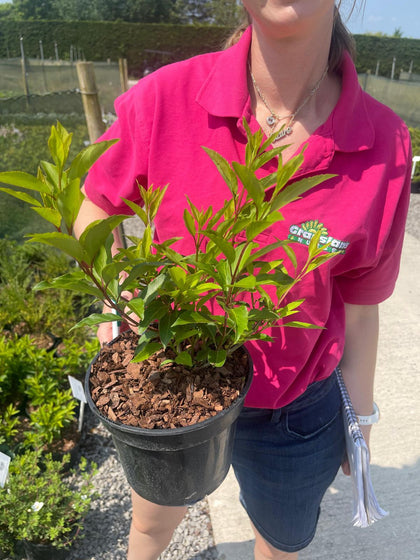 Forsythia Interm. Lynwood 3 Litre Pot