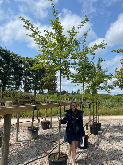 Carpinus Betulus Heavy Standard Headed Form 10-12cm Girth