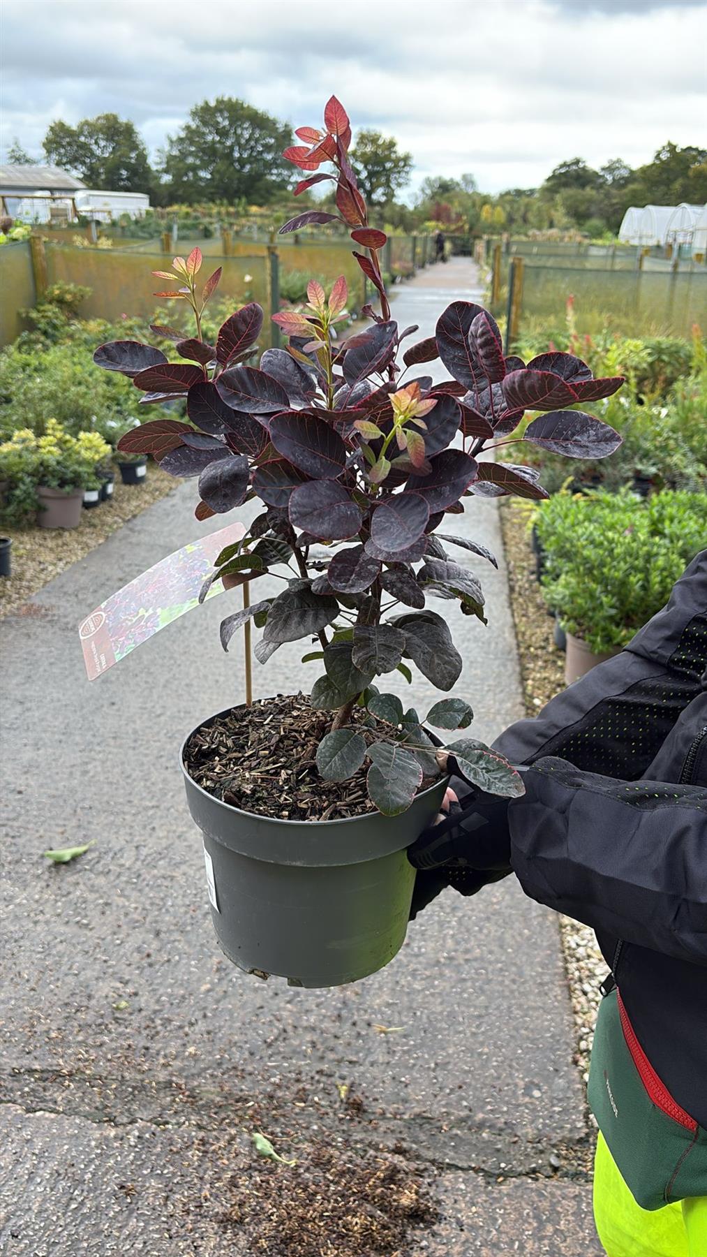 Cotinus coggygria Royal Purple 4 Litre Pot 40/60cm