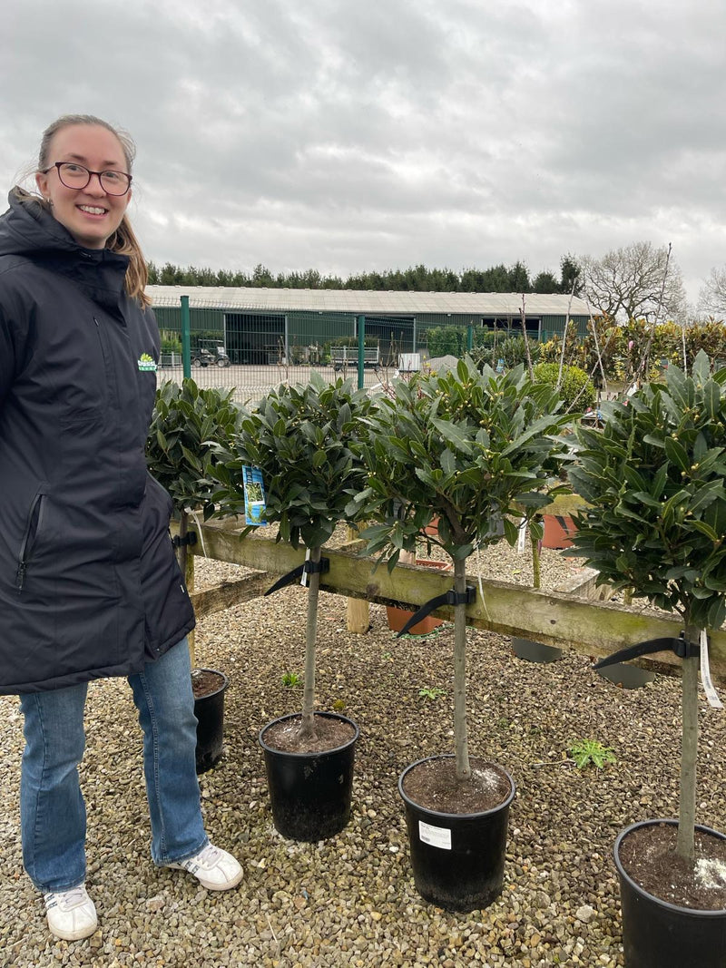 Laurus Nobilis 1/4 Standard 10 Litre Pot