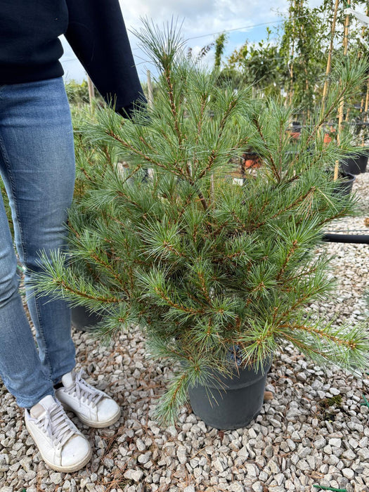 Pinus Strobus Blue Shag 10 Litre Pot