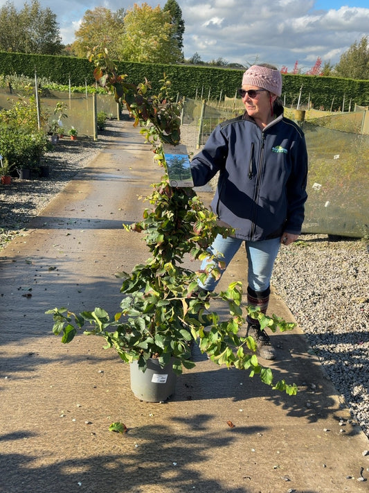 Parrotia Persica 12 Litre Pot 100/125cm