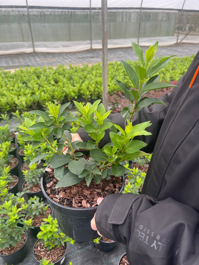 Forsythia intermedia Week End 3 Litre Pot