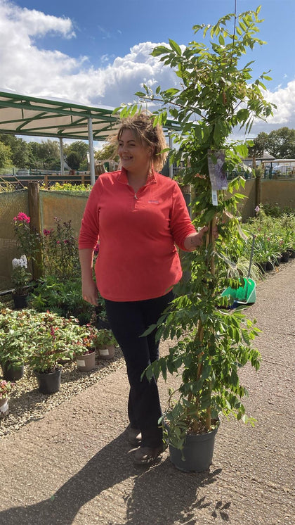 Wisteria Sinensis 10 Litre Pot 175/200cm