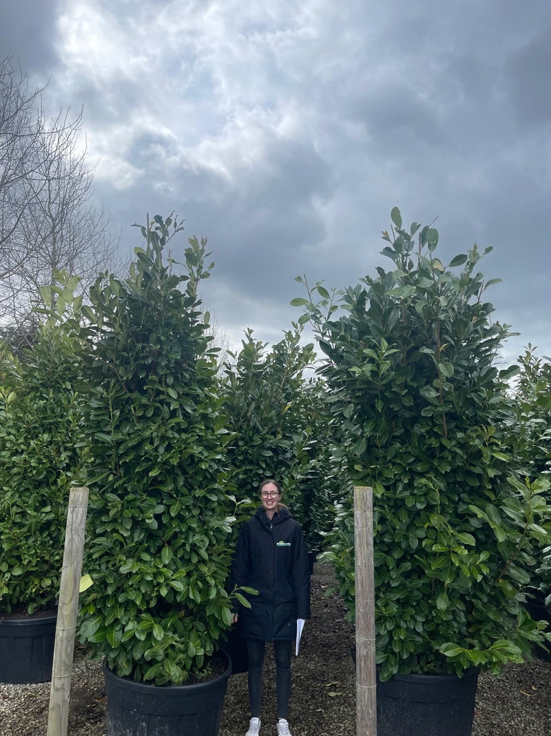 Laurel hedging Root Ball 3/3.5m Super Wide Available From June