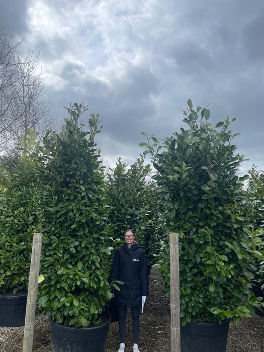 Laurel hedging Cherry Laurel 3/3.5m Super Wide Order For June