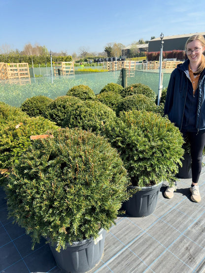 Yew Or Taxus Baccata Ball 80/85cm