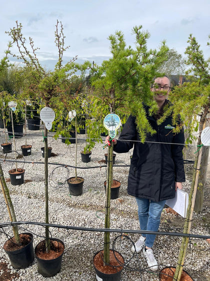 Larix ka. Diana 15 Litre Half Standard