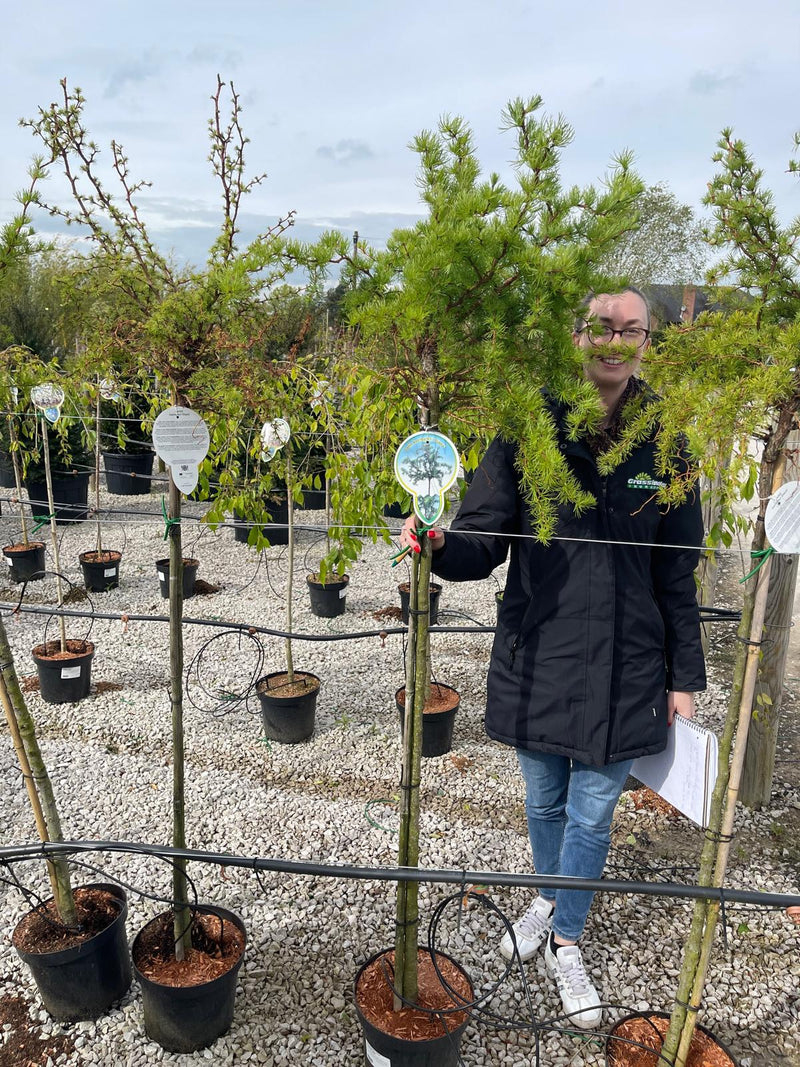 Larix ka. Diana 15 Litre Half Standard