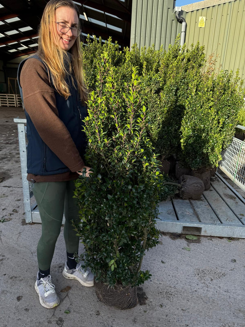 Ilex mes. Heckenpracht 100/120cm Root Ball