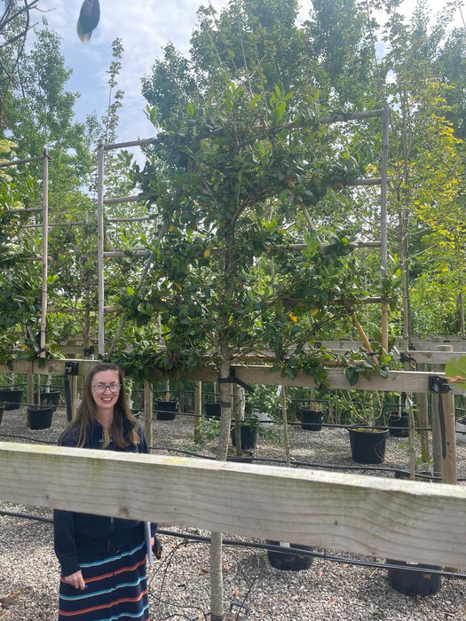 Ilex Nellie Stevens 3/4 Std Pleached