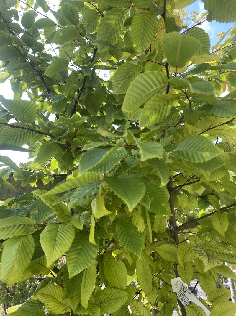 Carpinus Betulus Multi Stem 200/250cm 70 Litre Pot