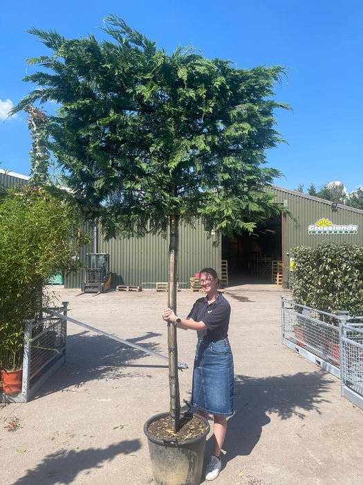 Leylandii Pleached Std, 20/25cm G, 180cm Stem, 120 H x 150cm W Frame