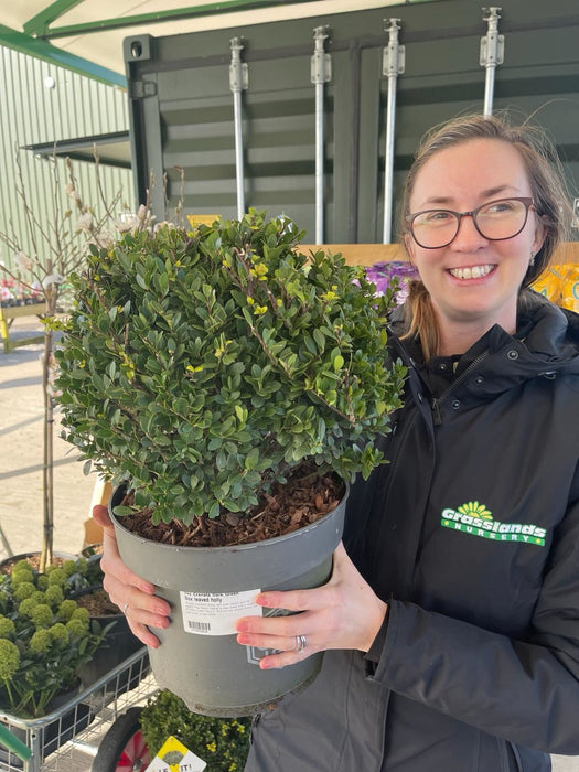 Ilex Crenata Dark Green Ball 7.5 Litre Pot 30cm