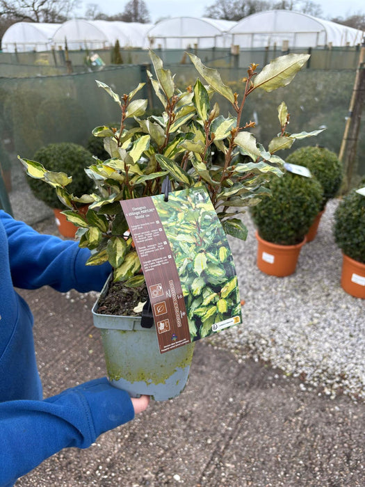 Elaeagnus Ebbingei Maryline 2 Litre Pot