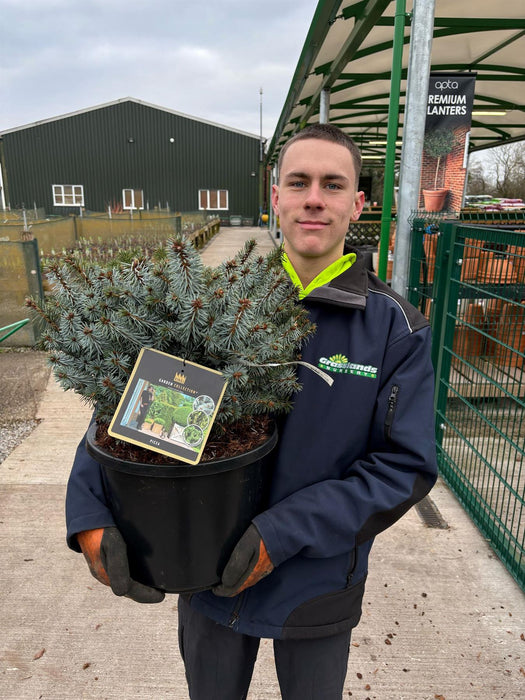Picea sit. Silberzerg 12 Litre Pot