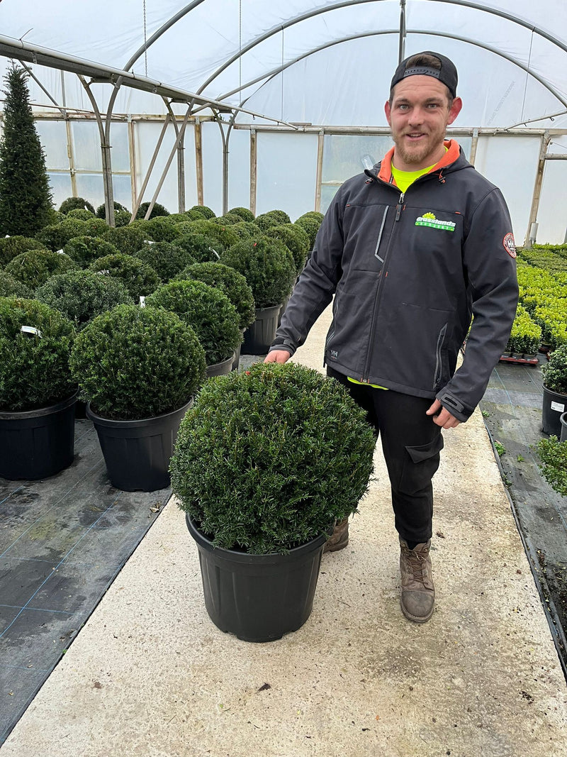 Taxus Baccata Topairy Yew Ball 50cm
