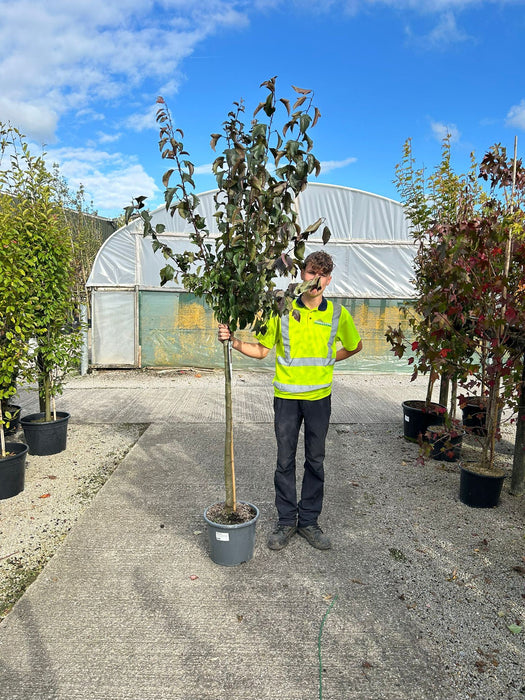 Malus Diable Rouge Half Standard 15 Litre Pot