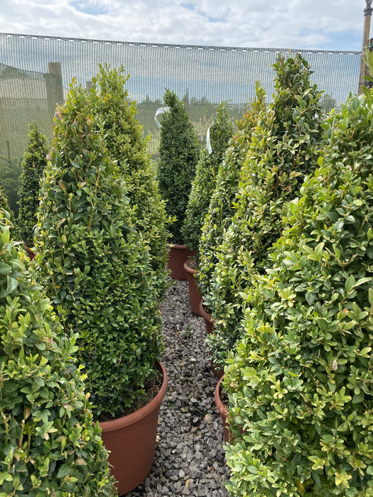 Buxus Cone Pot Grown 10 Litre 60/70cm